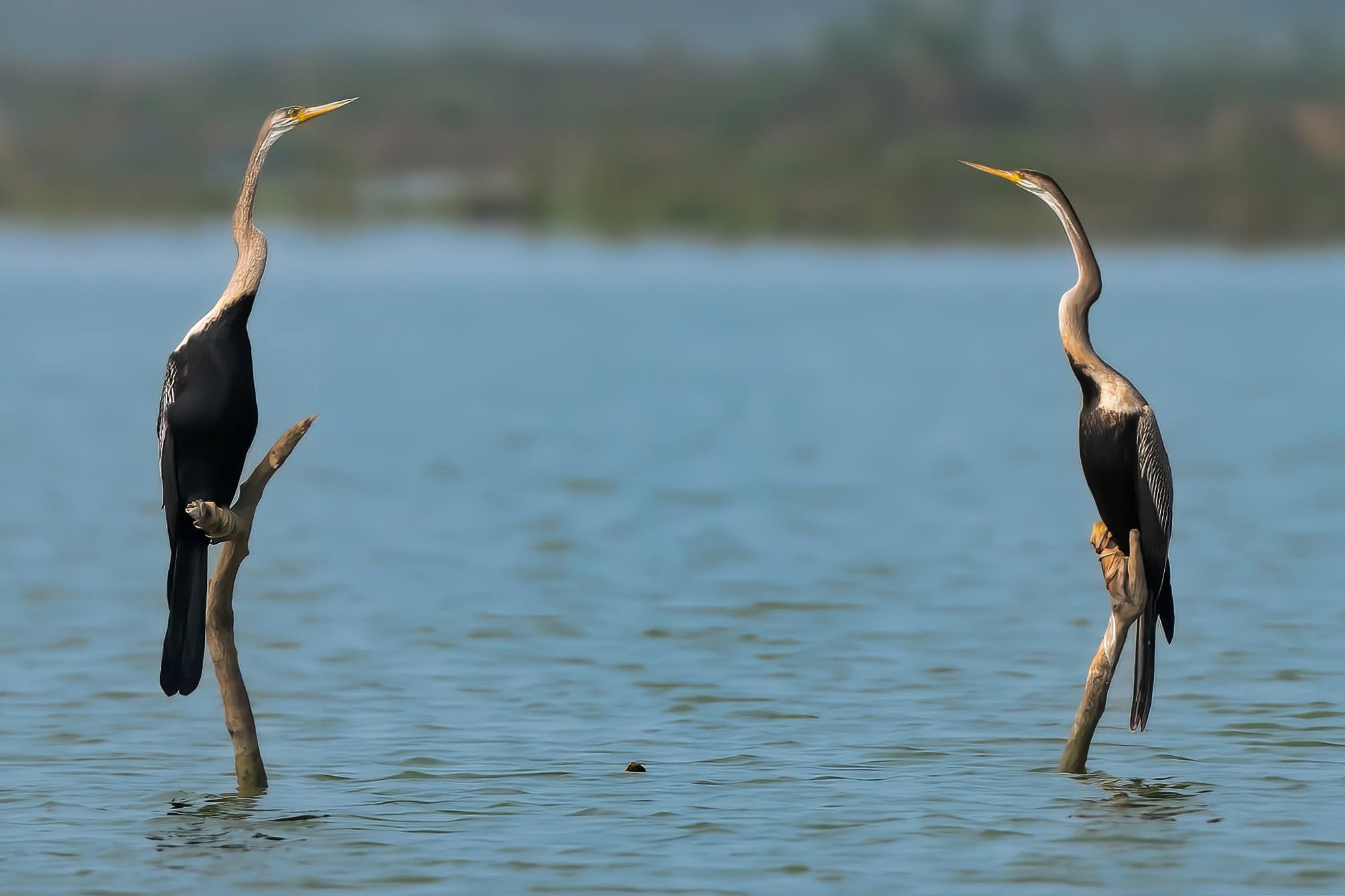 টাঙ্গুয়ার হাওর : পরিযায়ী পাখিদের অভয়াশ্রম
